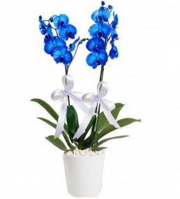 Ýkili Mavi Orkide