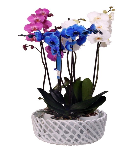Mavi Pembe Beyaz Renkli Orkideler