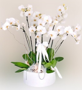 Seramik Ýçinde 6 dallý Beyaz Orkide