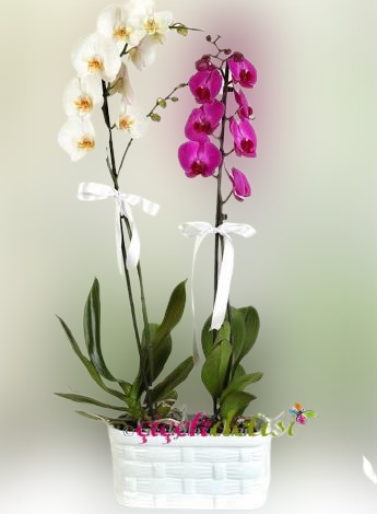 Seramikte Pembe ve Beyaz Orkide