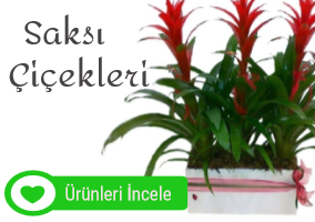 Saks iekleri