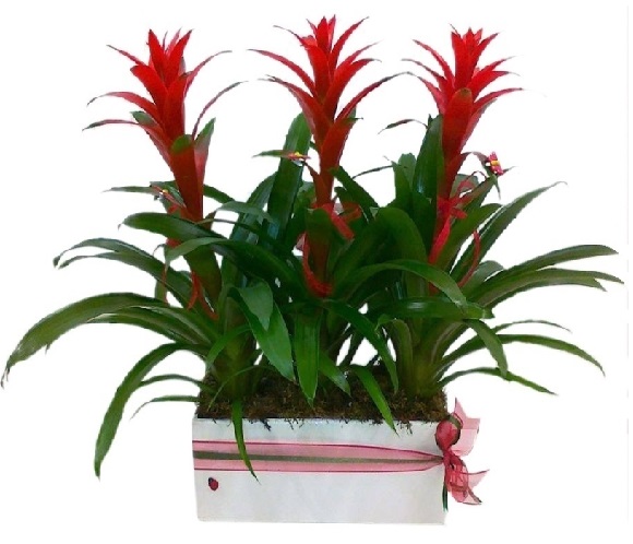 Seramikte 3 l guzmania