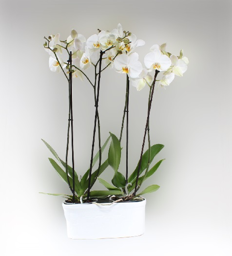 4 Dallý Beyaz Orkide