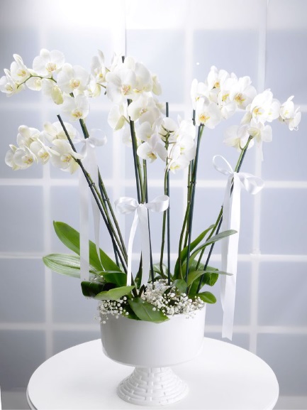 8 Dallý Beyaz Orkide