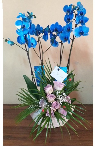 Mavi orkide ve renkli güller