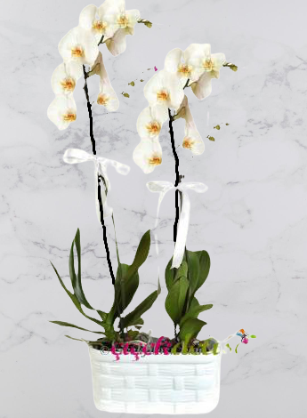 Ýki kök özel seramikte Orkide